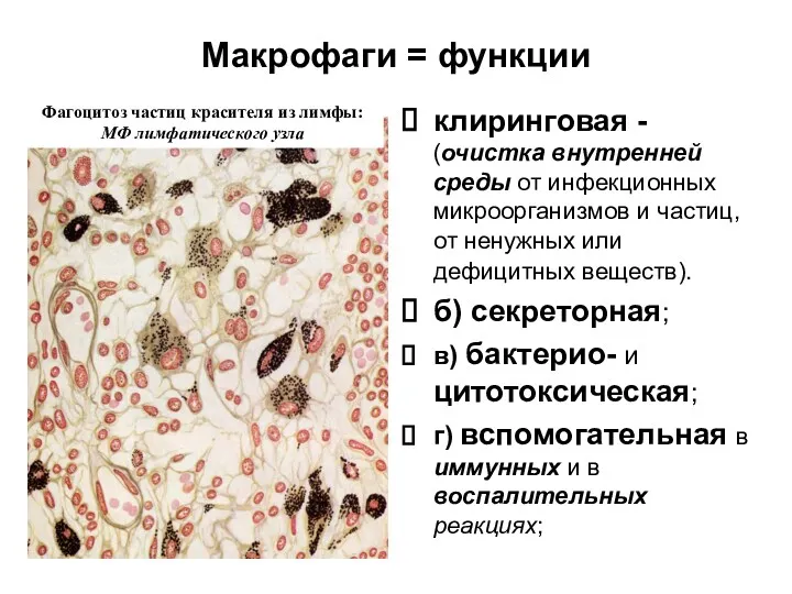 Макрофаги = функции клиринговая - (очистка внутренней среды от инфекционных