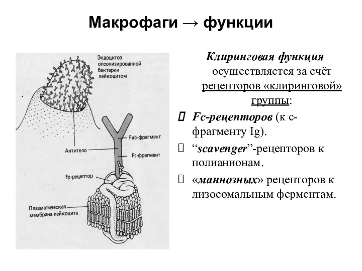 Макрофаги → функции Клиринговая функция осуществляется за счёт рецепторов «клиринговой»