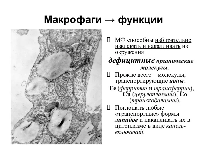 Макрофаги → функции МФ способны избирательно извлекать и накапливать из