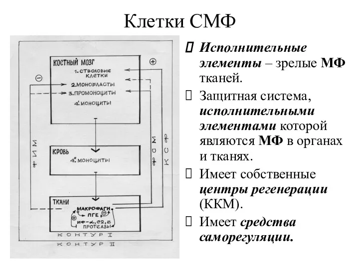 Клетки СМФ Исполнительные элементы – зрелые МФ тканей. Защитная система,