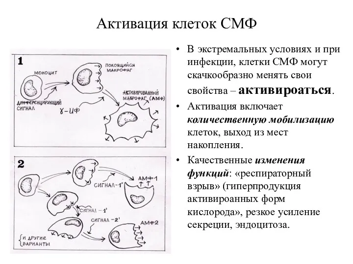 Активация клеток СМФ В экстремальных условиях и при инфекции, клетки