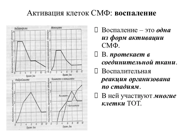 Активация клеток СМФ: воспаление Воспаление – это одна из форм