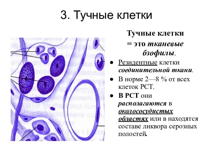 3. Тучные клетки Тучные клетки = это тканевые бзофилы. Резидентные