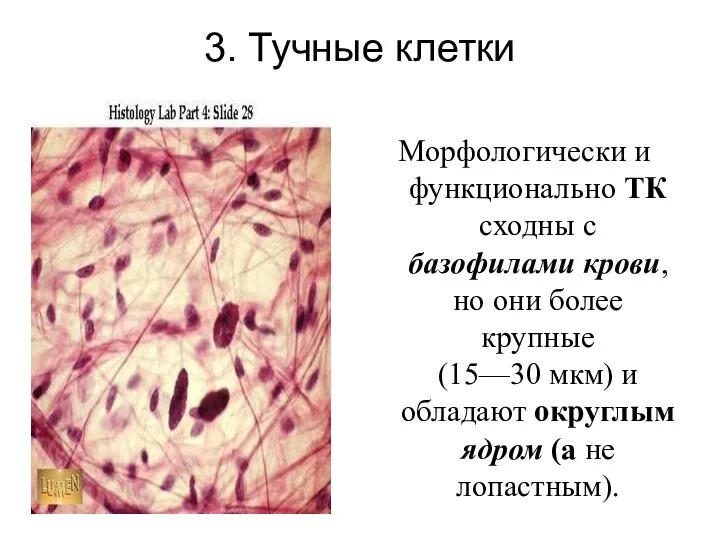 3. Тучные клетки Морфологически и функционально ТК сходны с базофилами