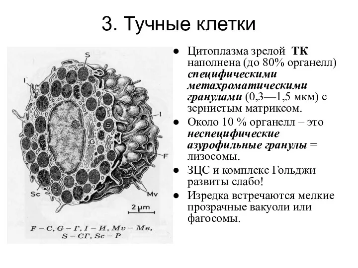 3. Тучные клетки Цитоплазма зрелой ТК наполнена (до 80% органелл)