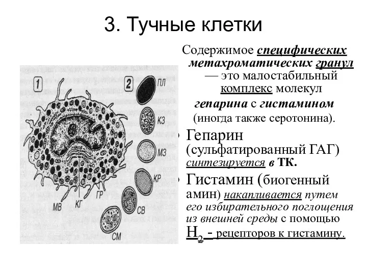 3. Тучные клетки Содержимое специфических метахроматических гранул — это малостабильный