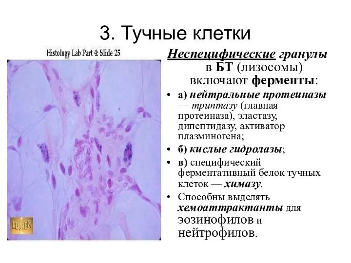 3. Тучные клетки Неспецифические гранулы в БТ (лизосомы) включают ферменты: