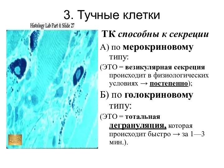 3. Тучные клетки ТК способны к секреции А) по мерокриновому