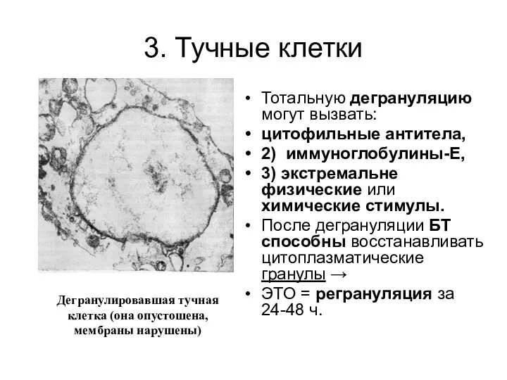 3. Тучные клетки Тотальную дегрануляцию могут вызвать: цитофильные антитела, 2)