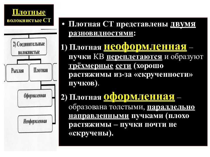 Плотные волокнистые СТ Плотная СТ представлены двумя разновидностями: 1) Плотная