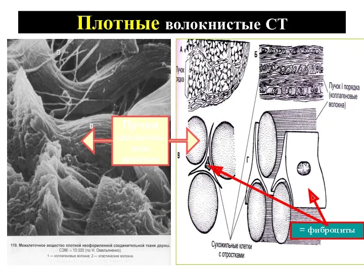 Плотные волокнистые СТ = фиброциты Пучки коллагеновых волокон