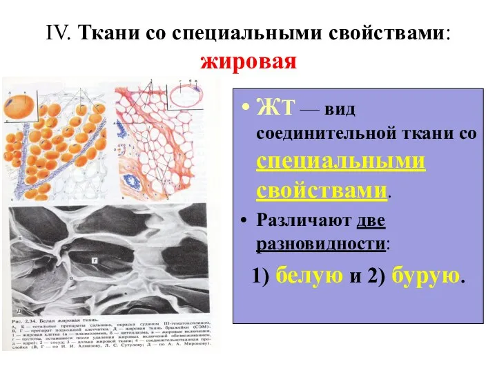 IV. Ткани со специальными свойствами: жировая ЖТ — вид соединительной