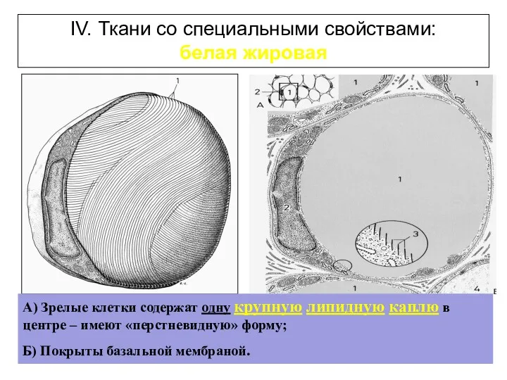 IV. Ткани со специальными свойствами: белая жировая А) Зрелые клетки