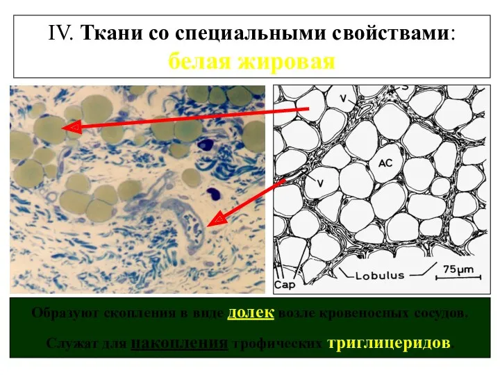 IV. Ткани со специальными свойствами: белая жировая Образуют скопления в