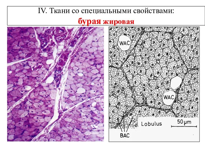 IV. Ткани со специальными свойствами: бурая жировая