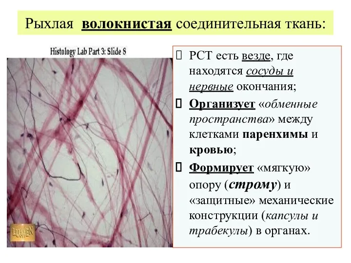 Рыхлая волокнистая соединительная ткань: РСТ есть везде, где находятся сосуды