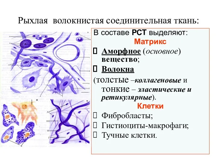 Рыхлая волокнистая соединительная ткань: В составе РСТ выделяют: Матрикс Аморфное