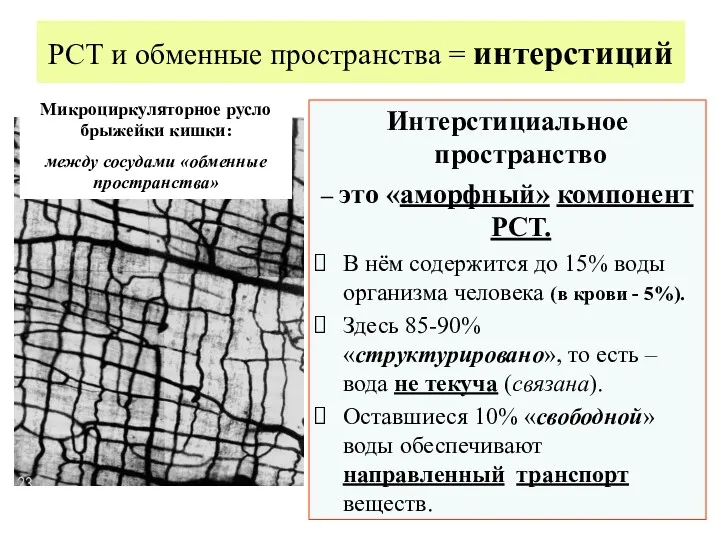 РСТ и обменные пространства = интерстиций Интерстициальное пространство – это