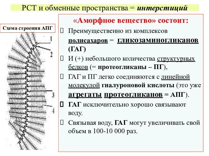 РСТ и обменные пространства = интерстиций «Аморфное вещество» состоит: Преимущественно