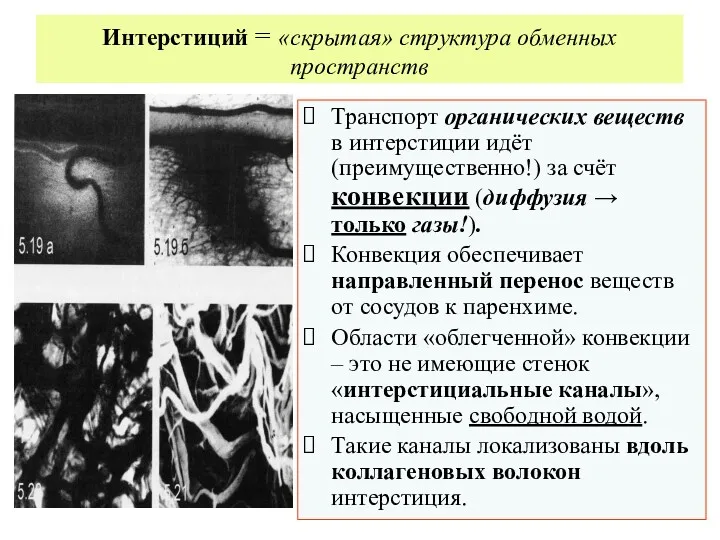 Интерстиций = «скрытая» структура обменных пространств Транспорт органических веществ в