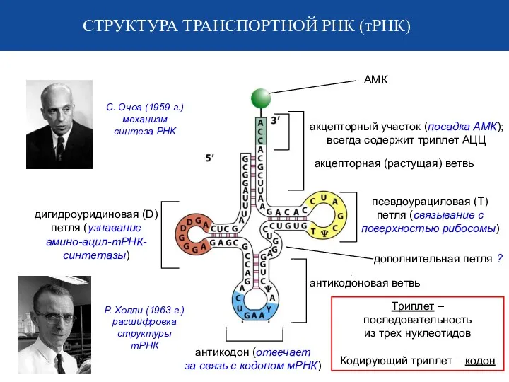 СТРУКТУРА ТРАНСПОРТНОЙ РНК (тРНК) антикодоновая ветвь антикодон (отвечает за связь