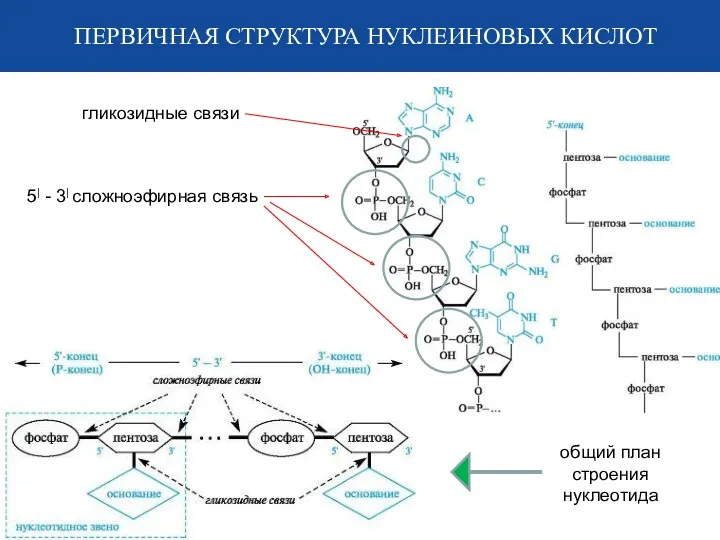 ПЕРВИЧНАЯ СТРУКТУРА НУКЛЕИНОВЫХ КИСЛОТ 5| - 3| сложноэфирная связь общий план строения нуклеотида гликозидные связи