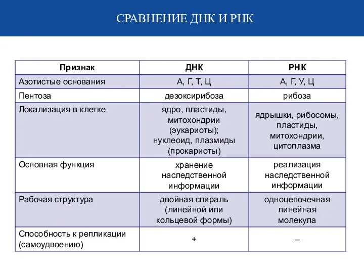 СРАВНЕНИЕ ДНК И РНК