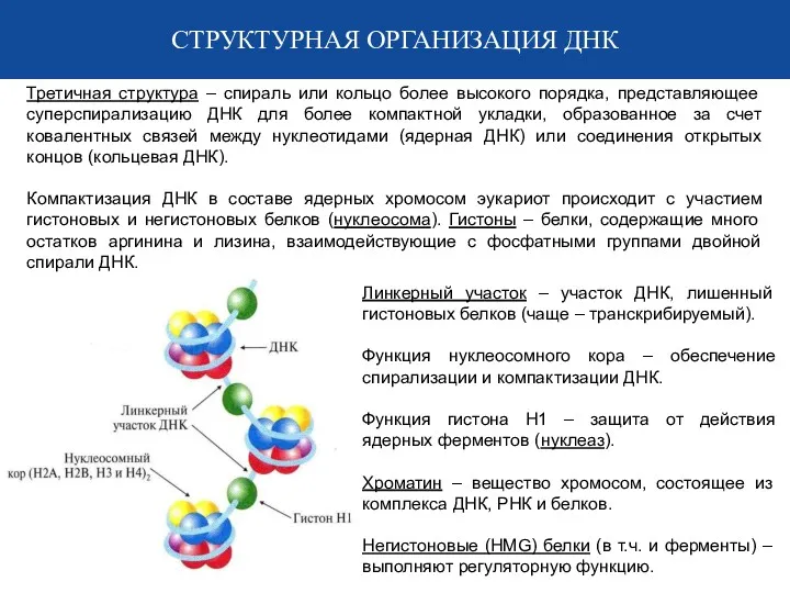 СТРУКТУРНАЯ ОРГАНИЗАЦИЯ ДНК Третичная структура – спираль или кольцо более