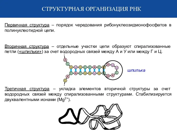 СТРУКТУРНАЯ ОРГАНИЗАЦИЯ РНК Первичная структура – порядок чередования рибонуклеозидмонофосфатов в