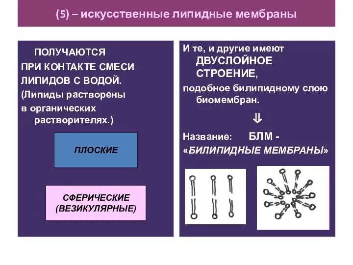 (5) – искусственные липидные мембраны ПОЛУЧАЮТСЯ ПРИ КОНТАКТЕ СМЕСИ ЛИПИДОВ