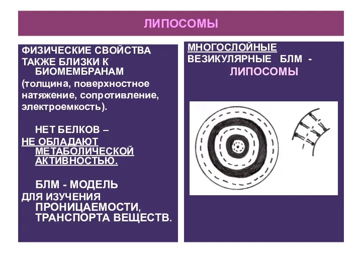 ЛИПОСОМЫ ФИЗИЧЕСКИЕ СВОЙСТВА ТАКЖЕ БЛИЗКИ К БИОМЕМБРАНАМ (толщина, поверхностное натяжение,