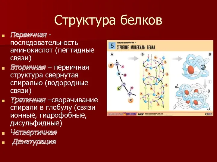 Структура белков Первичная -последовательность аминокислот (пептидные связи) Вторичная – первичная