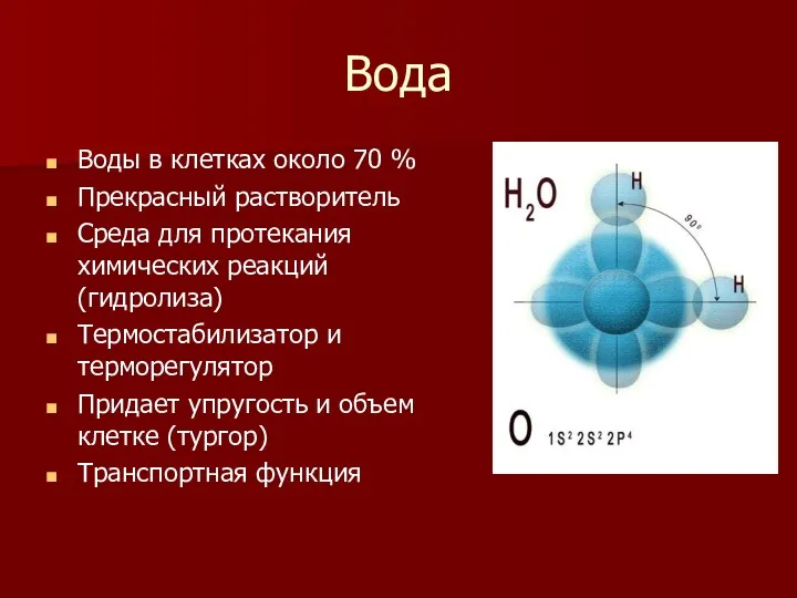 Вода Воды в клетках около 70 % Прекрасный растворитель Среда