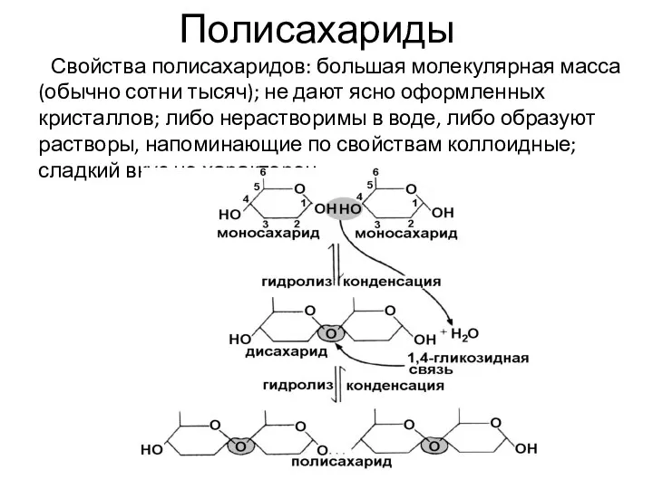 Полисахариды Свойства полисахаридов: большая молекулярная масса (обычно сотни тысяч); не дают ясно оформленных