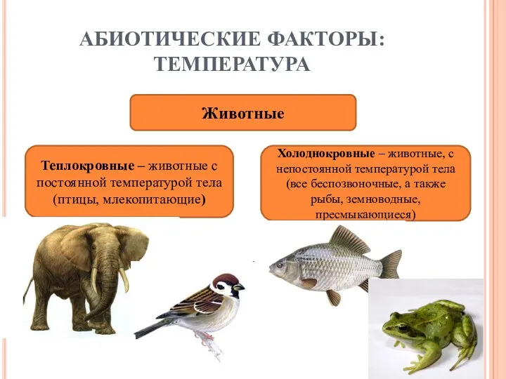 АБИОТИЧЕСКИЕ ФАКТОРЫ: ТЕМПЕРАТУРА Животные Теплокровные – животные с постоянной температурой тела (птицы, млекопитающие)