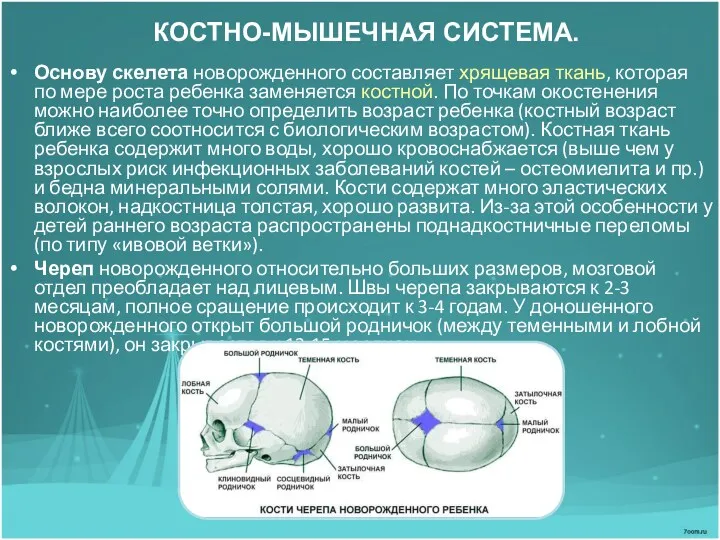 КОСТНО-МЫШЕЧНАЯ СИСТЕМА. Основу скелета новорожденного составляет хрящевая ткань, которая по мере роста ребенка