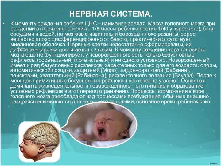 НЕРВНАЯ СИСТЕМА. К моменту рождения ребенка ЦНС – наименее зрелая. Масса головного мозга