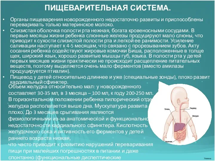 ПИЩЕВАРИТЕЛЬНАЯ СИСТЕМА. Органы пищеварения новорожденного недостаточно развиты и приспособлены переваривать только материнское молоко.