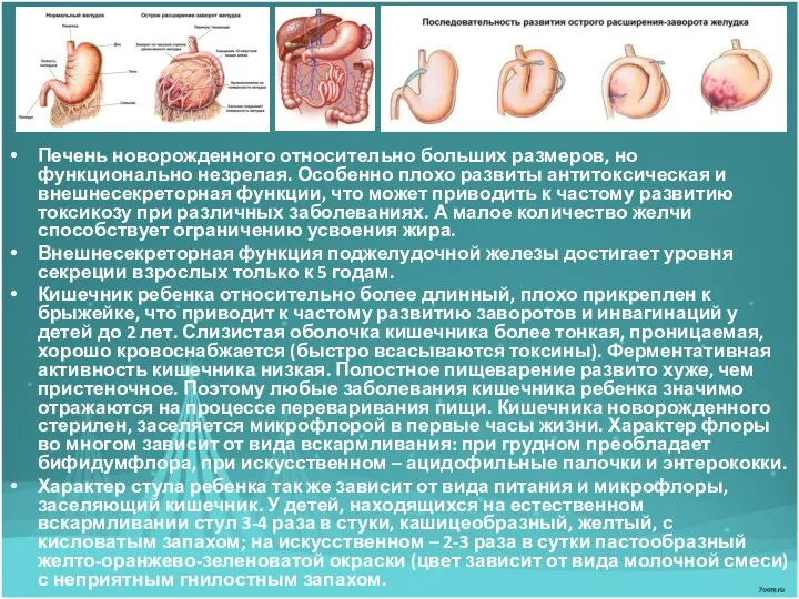 Печень новорожденного относительно больших размеров, но функционально незрелая. Особенно плохо