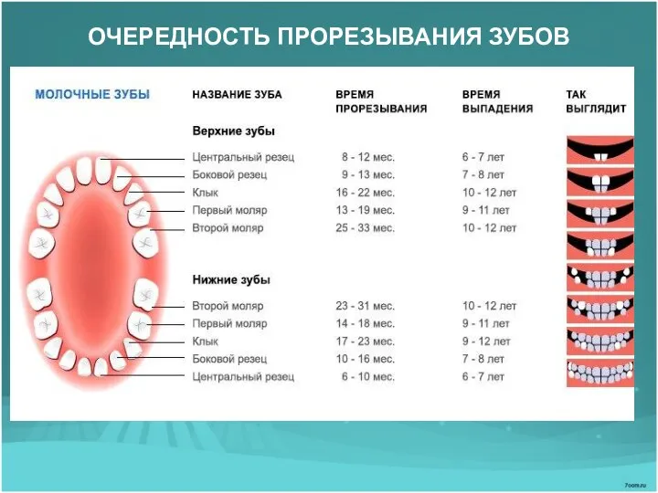 ОЧЕРЕДНОСТЬ ПРОРЕЗЫВАНИЯ ЗУБОВ