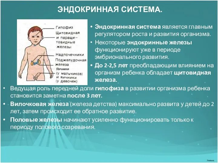 ЭНДОКРИННАЯ СИСТЕМА. Эндокринная система является главным регулятором роста и развития организма. Некоторые эндокринные