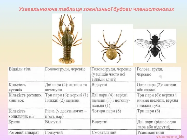 Узагальнююча таблиця зовнішньої будови членистоногих vk.com/zno_bio