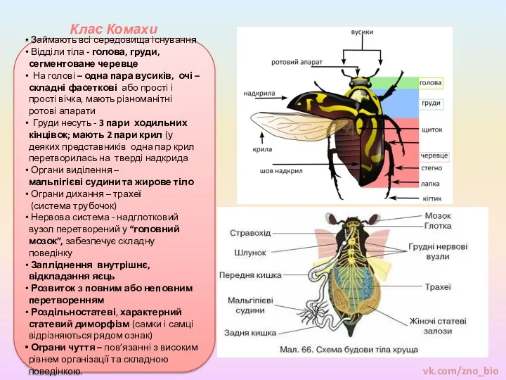 Клас Комахи Займають всі середовища існування Відділи тіла - голова,