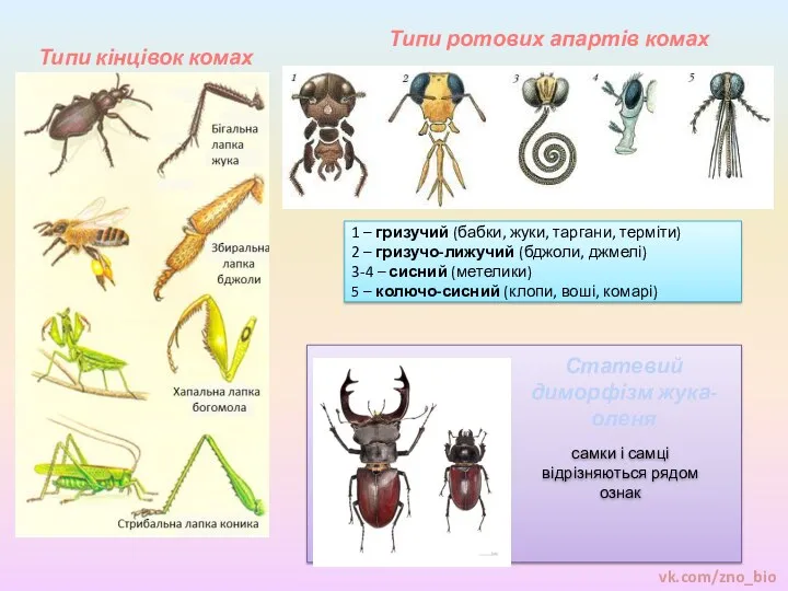 Типи кінцівок комах 1 – гризучий (бабки, жуки, таргани, терміти)