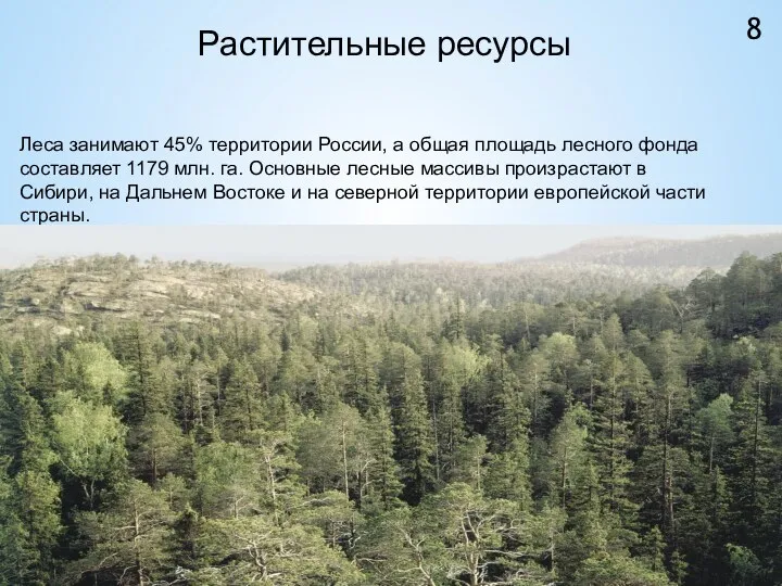 8 Растительные ресурсы Леса занимают 45% территории России, а общая