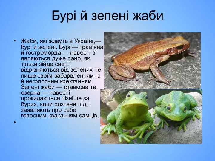 Бурі й зепені жаби Жаби, які живуть в Україні,— бурі