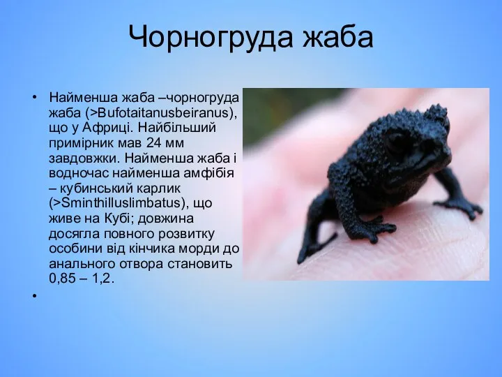 Чорногруда жаба Найменша жаба –чорногруда жаба (>Bufotaitanusbeiranus), що у Африці.
