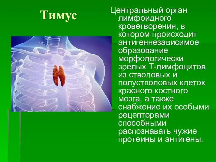 Тимус Центральный орган лимфоидного кроветворения, в котором происходит антигеннезависимое образование морфологически зрелых Т-лимфоцитов