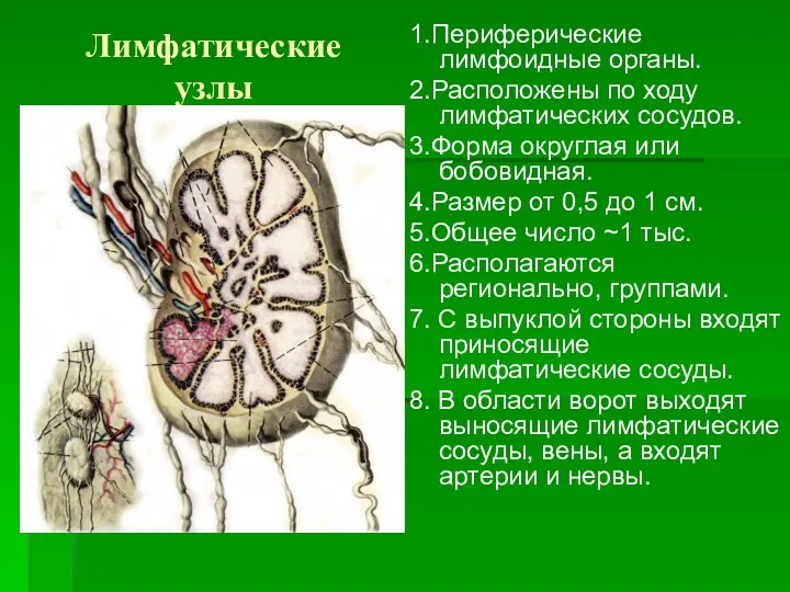 Лимфатические узлы 1.Периферические лимфоидные органы. 2.Расположены по ходу лимфатических сосудов.