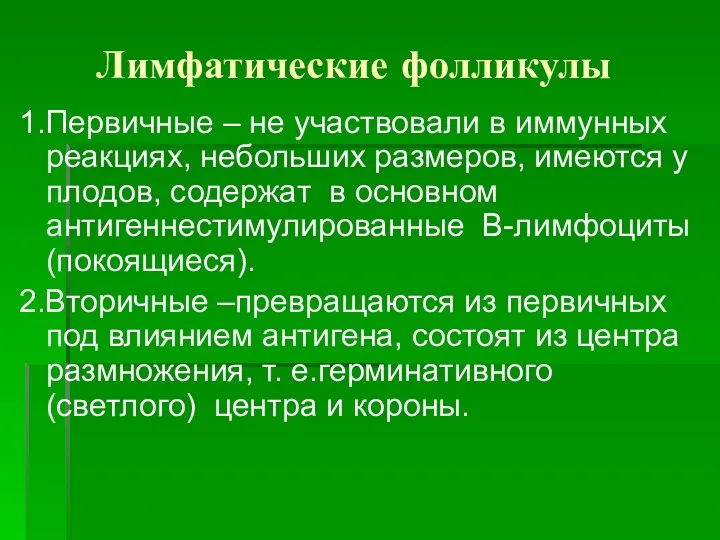 Лимфатические фолликулы 1.Первичные – не участвовали в иммунных реакциях, небольших размеров, имеются у